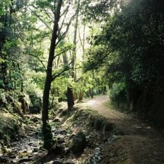 Saüc en flor — D'obaga
