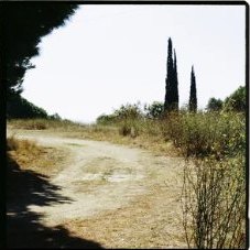 Saüc en flor — Solei